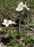 Anemonastrum speciosum