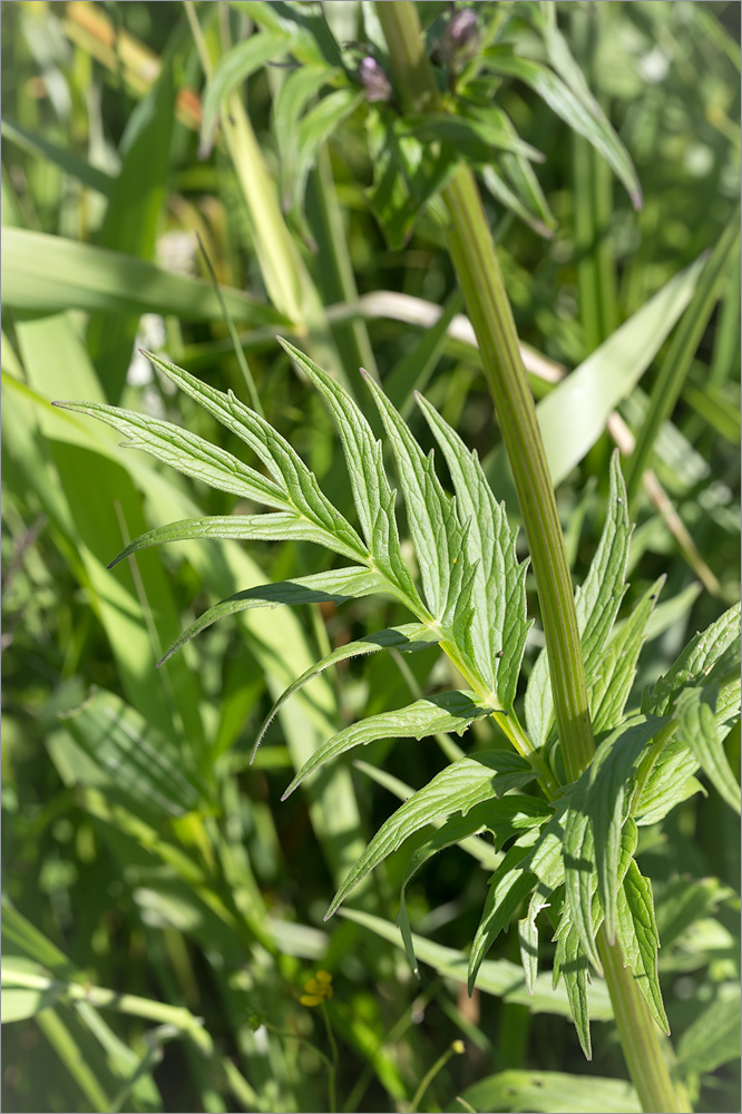 Изображение особи Valeriana officinalis.