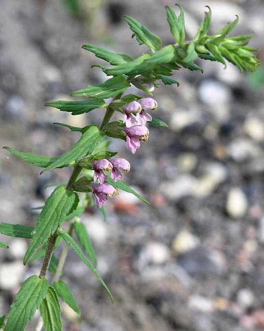 Изображение особи Odontites vulgaris.