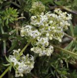 Galium hellenicum