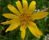 Tragopogon orientalis