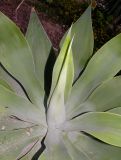 Agave attenuata. Верхушка растения. Израиль, впадина Мёртвого моря, пос. Эйн Бокек, в культуре. 12.05.2014.