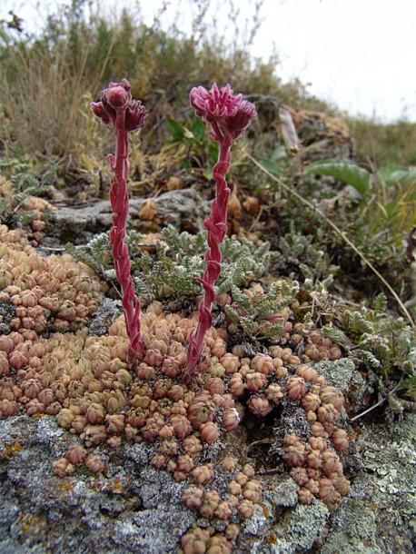 Image of Sempervivum pumilum specimen.