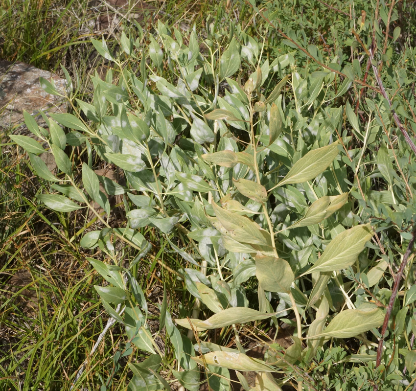 Изображение особи Haplophyllum latifolium.