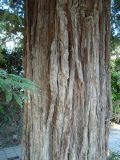 Sequoia sempervirens. Ствол дерева. Краснодарский край, г. Сочи, Центральный р-н, в культуре. 31.03.2016.