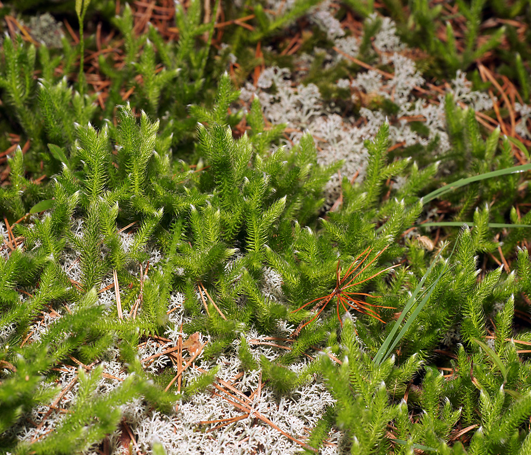 Изображение особи Lycopodium clavatum.