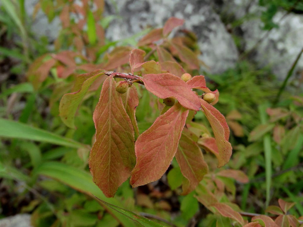 Изображение особи Euonymus sacrosanctus.