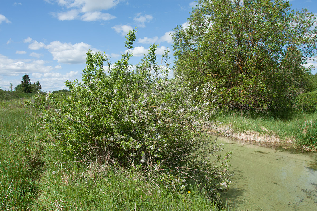 Изображение особи Salix myrsinifolia.