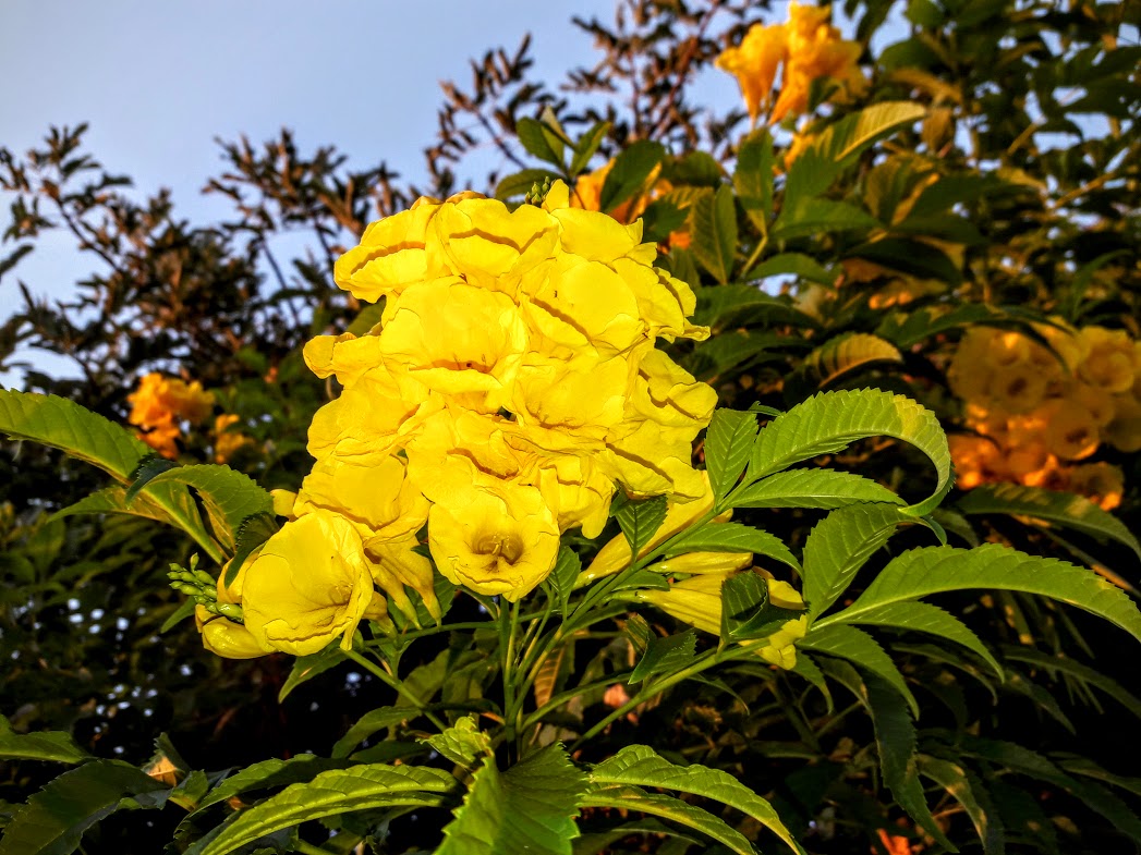 Изображение особи Tecoma castanifolia.