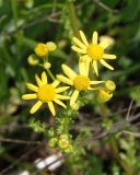 Senecio vernalis. Верхушки побегов с соцветиями. Украина, Запорожский р-н, Дурная балка, разнотравная степь. 07.06.2016.