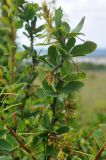 Berberis vulgaris. Верхушка ветви с незрелыми плодами. Крым, Бахчисарайский р-н, окр. пещерного г. Чуфут-Кале, степь. 08.06.2016.