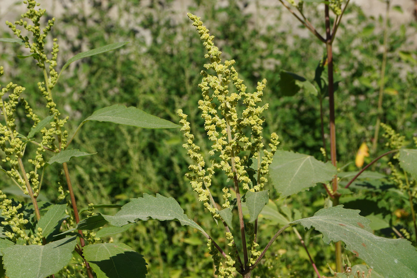 Изображение особи Cyclachaena xanthiifolia.