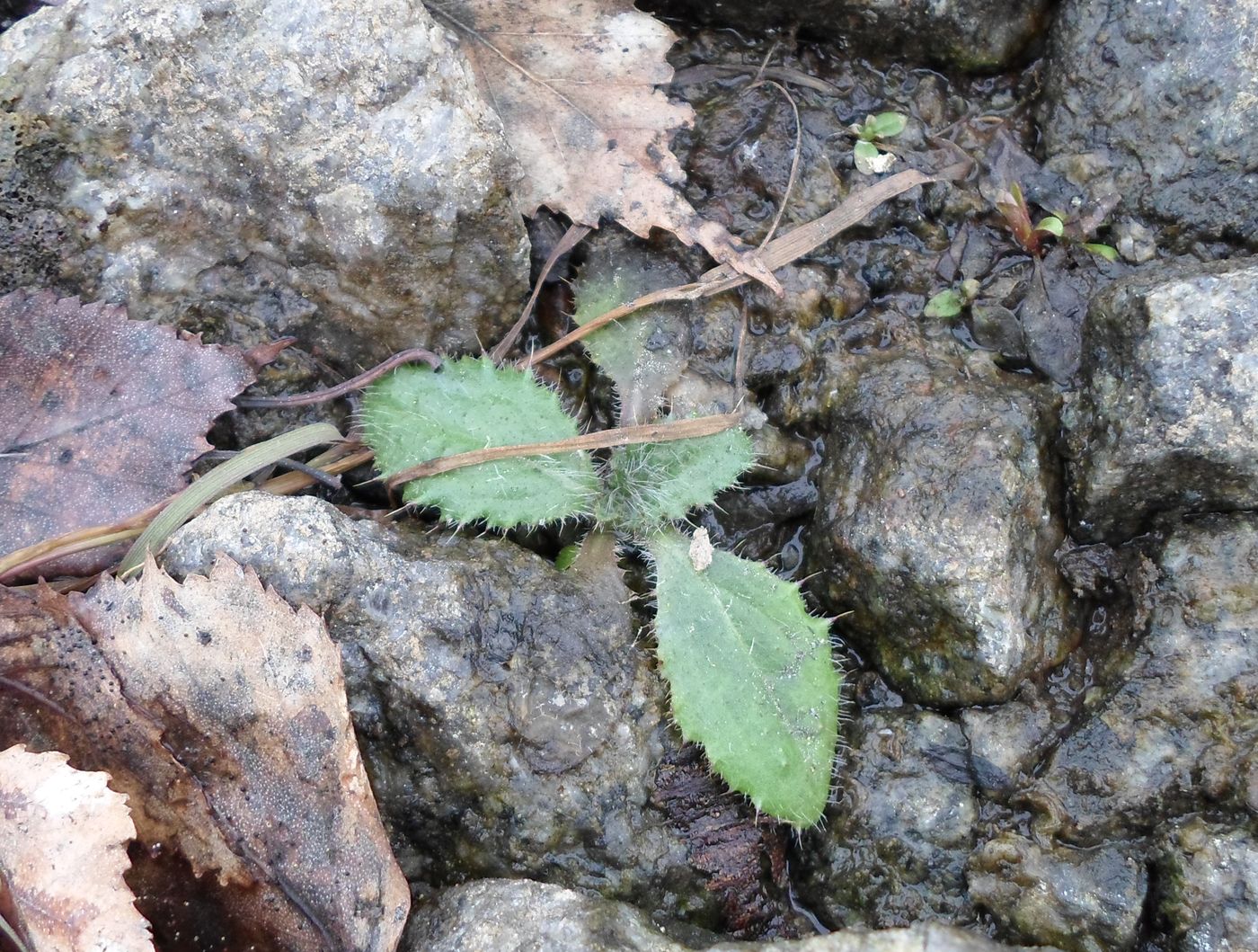 Изображение особи Cirsium vulgare.