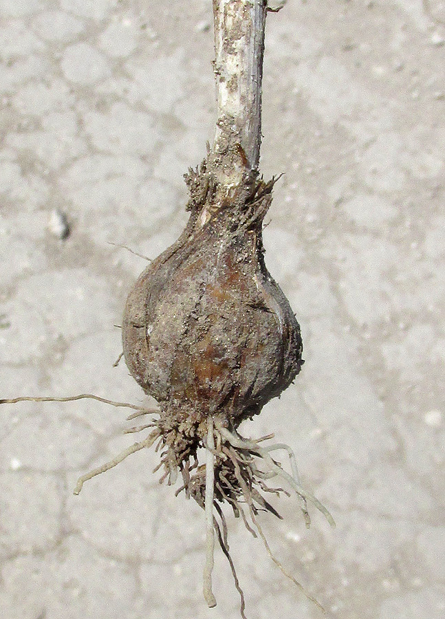 Image of Allium sphaerocephalon specimen.