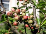 Chaenomeles japonica