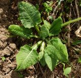 Primula macrocalyx. Нижняя часть цветущего растения. Восточный Казахстан, Глубоковский р-н, окр. с. Тарханка, склон сопки, зарастающий кустарниками. 10.05.2017.