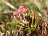 Andromeda polifolia