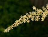 род Astilbe