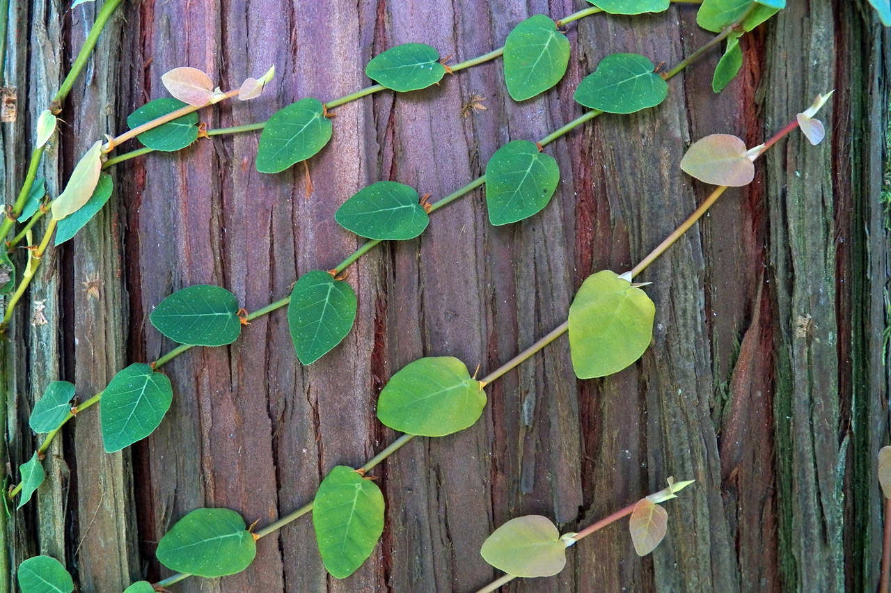 Изображение особи Ficus pumila.