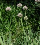 Allium nutans