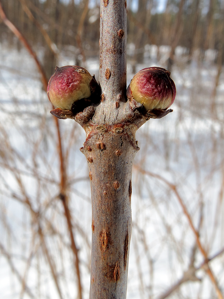 Изображение особи Sambucus racemosa.