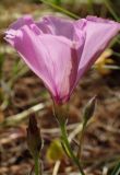 Convolvulus althaeoides