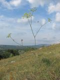 Peucedanum tauricum. Цветущее растение. Крым, Ай-Петринская яйла близ вершины Ат-Баш. 12.07.2018.