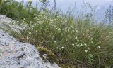 Minuartia buschiana