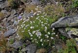 Gypsophila uralensis