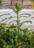 Cirsium setosum