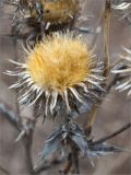 Carlina fennica. Сухое прошлогоднее соплодие. Ленинградская обл., Ломоносовский р-н, долина р. Шингарка, разнотравный луг на известняке. 18.04.2020.