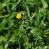 Sonchus oleraceus