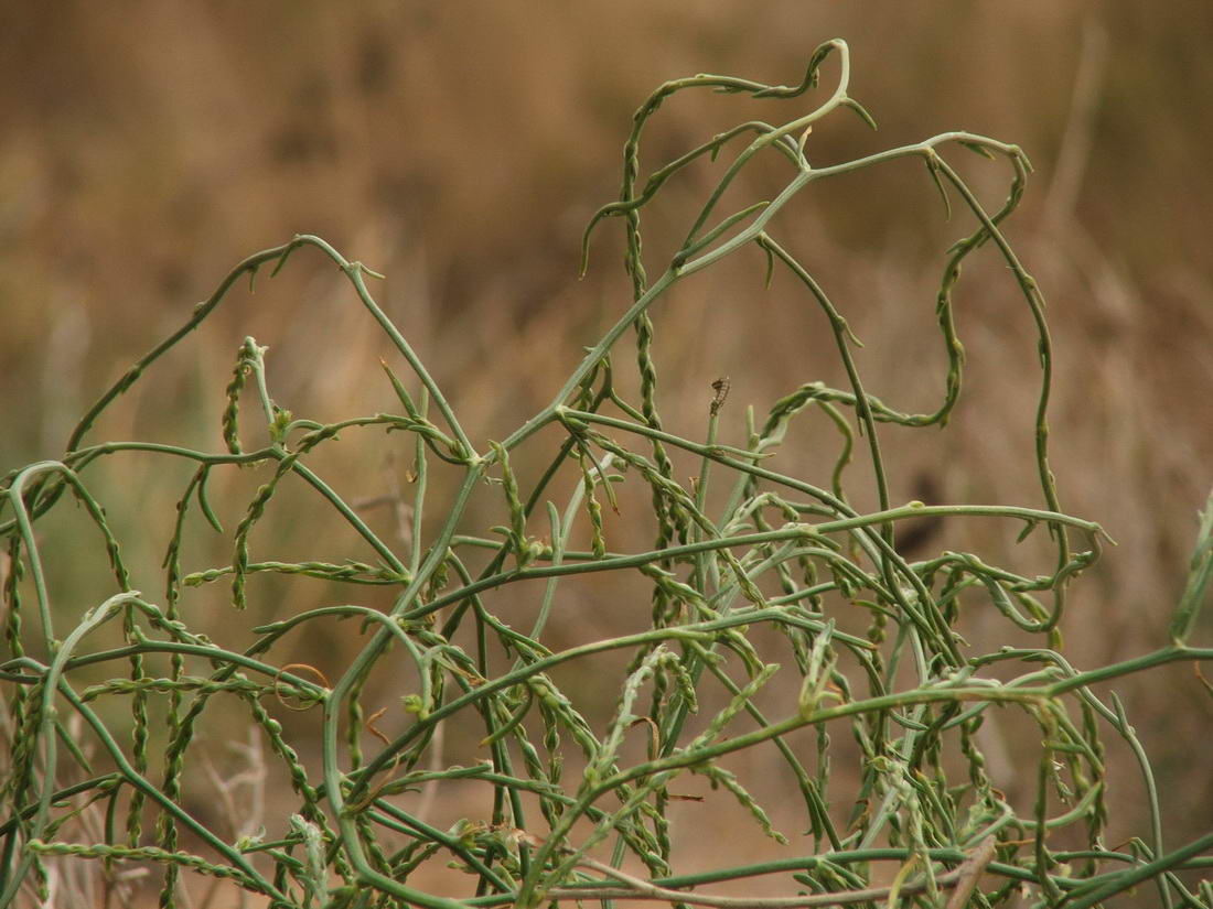 Image of Corispermum ucrainicum specimen.