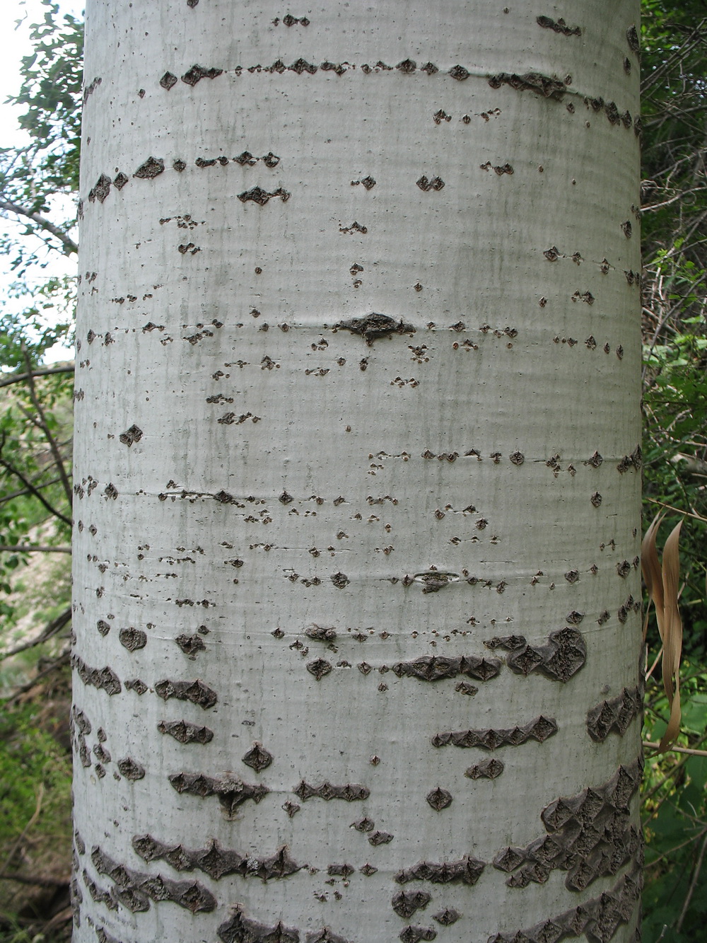 Изображение особи Populus berkarensis.