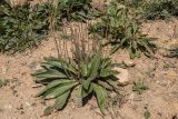 Plantago lanceolata