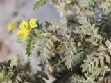 Tribulus macropterus