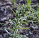 Echium vulgare. Верхушка побега с развивающимся соцветием. Владимирская обл., окр. г. Александров, хвойный лес. 10.06.2022.