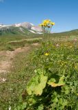 Doronicum macrophyllum. Цветущее растение. Адыгея, Кавказский биосферный заповедник, Абадзешский перевал, ≈ 2000 м н.у.м., субальпийский луг. 19.07.2015.