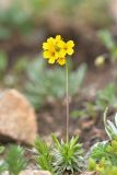 Draba scabra. Цветущее растение. Карачаево-Черкесия, Карачаевский р-н, Большой Кавказ, правый борт долины Узункол, осыпной южный склон горы Чатбаши в р-не \"средних чатских ночёвок\", ≈ 3070 м н.у.м., среди камней. 24.07.2023.