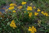 Achillea arabica. Цветущие растения в сообществе с Malva. Армения, обл. Гегаркуник, берег оз. Севан, окр. монастыря Айраванк, ≈ 1900 м н.у.м., каменистый участок лугового склона. 23.06.2022.