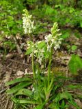 Orchis provincialis. Цветущие растения. Краснодарский край, городской округ Сочи, Адлерский р-н, окр. с. Казачий Брод, у дороги к Ахштырской пещере, широколиственный лес. 17.04.2023.