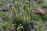 Pedicularis dubia. Цветущее растение. Киргизия, Ошская обл., Памир, Заалайский хр., берег оз. Тулпар-Кёль, ≈ 3600 м н.у.м., каменистый участок альпийского луга. 04.07.2022.