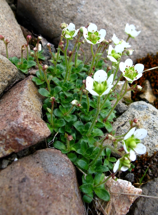 Изображение особи Micranthes merkii.