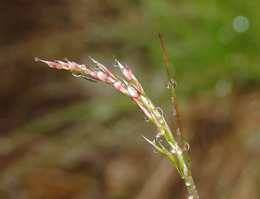 Изображение особи Agrostis borealis.