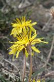 Taraxacum bessarabicum