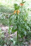 Fritillaria eduardii