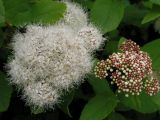 Spiraea betulifolia. Побег с распустившимся (слева) и нераспустившимся (справа) соцветиями. Хабаровский край, Ванинский р-н, с. Кенада. 07.07.2005.