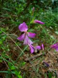 Gladiolus italicus. Соцветие. Турция, пров. Анталья, окр. г. Кемер, на каменистом склоне горы. 02.05.2012.