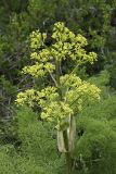 Ferula tenuisecta. Верхушка расцветающего растения. Южный Казахстан, хр. Боролдайтау, северный склон (южнее Васильевки). 07.05.2010.