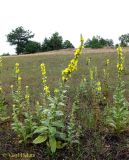 Verbascum densiflorum. Растения с нормальными скипетровидными соцветиями. Украина, Волынская обл., Ратновский р-н, северо-восточнее с. Залухов, возле оз. Святое, понижение среди дюны. 21 июля 2012 г.